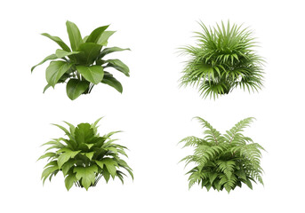 Four distinct green leafy plants arranged on a black background