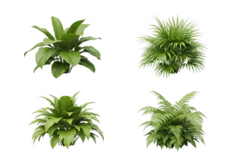Four distinct green leafy plants arranged on a black background