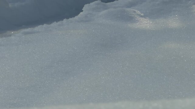 Vertical Pan from Glistening Snow Surface to Snowy Pine Tree