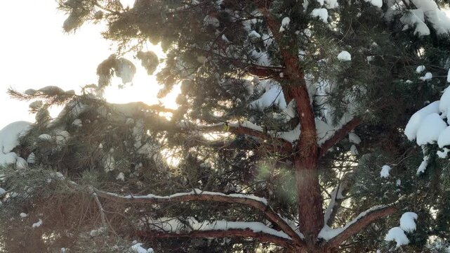 Little Bird Perched on Snow Covered Pine Branch in Shimmering Sunlight