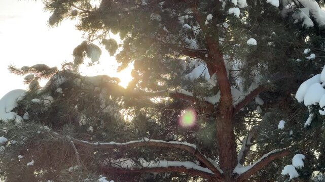 Bright Winter Sunlight on Snowy Pine Branch with Small Bird Sitting