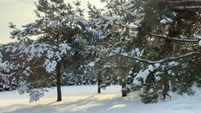 Tilt Up from Snowy Ground Shadows to Pine Forest