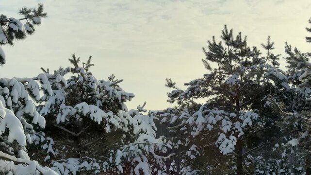 Tilt Up from Snowy Pine Forest to Cloudy Winter Sky