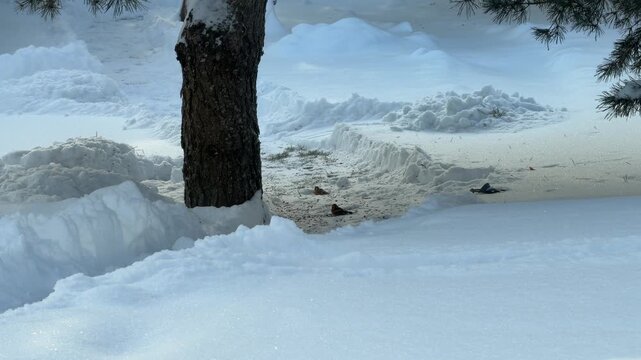 Tilt Up from Snowy Ground to Bird Feeder on Pine Tree