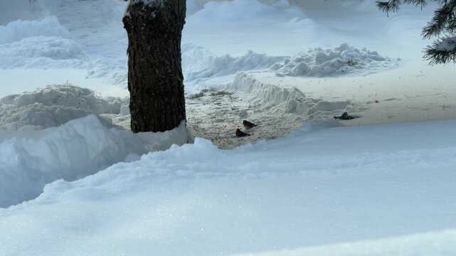 Small Birds Foraging on Snowy Ground Near Tree Trunk