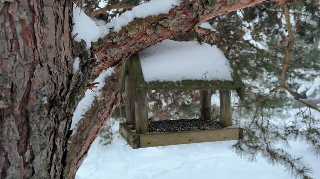 Wooden Bird Feeder Hanging on Pine Tree in Winter