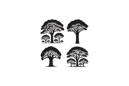 Nature Kauri tree vector silhouettes black image. 
