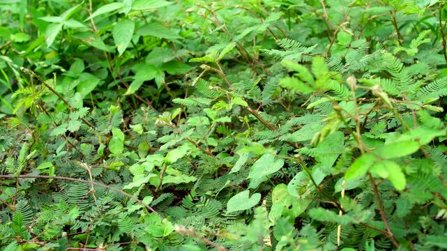 Panning macro close up of lush green Mimosa pudica foliage in wild nature. Detailed view of sensitive plant leaves and stems growing in a tropical environment.