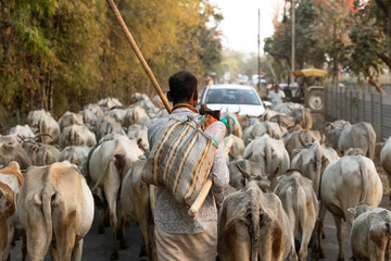 Indian shepherd walking behind his herd