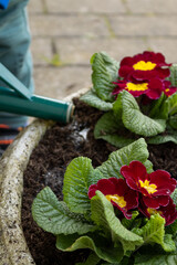 Close up of primula flowers planted in a garden pot during spring season gardening work