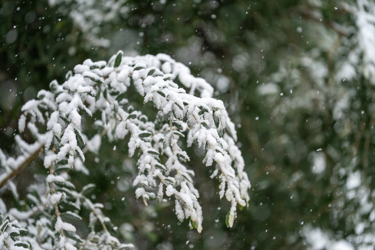 Snow  falling  and covers the leaves of a plant on a cloudy day.