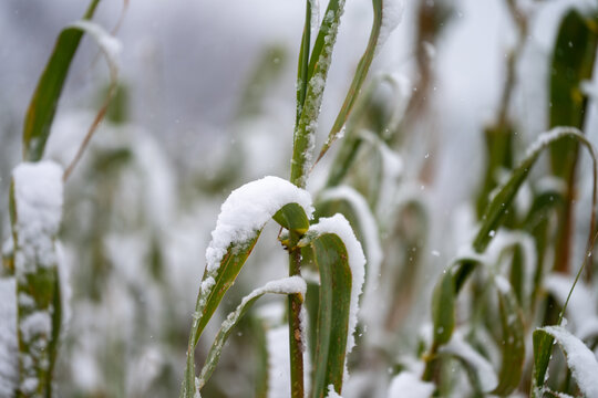Snow covers bamboo leaves in a winter landscape