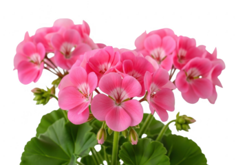 Vibrant pink geranium flowers bloom against a dark background