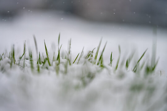 extreme close-up of blades of grass sticking out of the snow as it snows