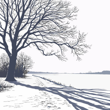 Snow covered plain with bare tree and long soft shadows