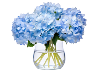 lue hydrangea flower bouquet fresh blooming floral arrangement in glass vase with water beautiful spring summer decoration gift nature plant blossom petal isolated on transparent background