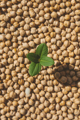 Chickpeas with green leaf