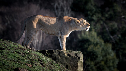 Fototapete bei efototapeten.de bestellen   