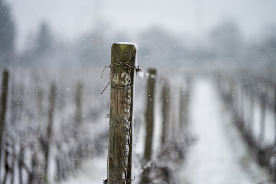 Snow falls and covers a vineyard in winter. pole detail. number 43