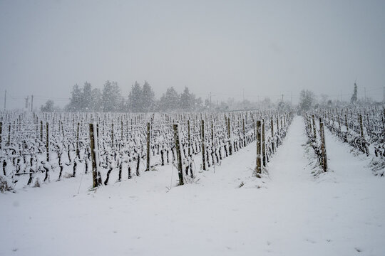 Snow falls and covers a vineyard in winter. Winter panorama.