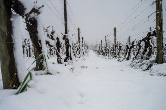 Snow falls and covers a vineyard in winter. Winter panorama.