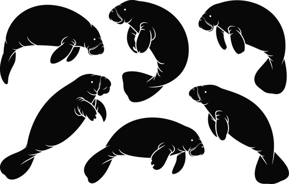Six manatee silhouettes on white background