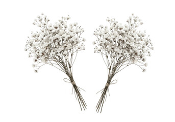 Obraz premium Two delicate bouquets of white baby s breath flowers tied with twine