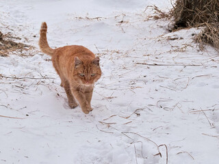 The animal is walking cautiously on the snow and dry grass, with its tail held high.A ginger tabby cat is stealthily making its way across a snow-covered village yard, viewed from the side.