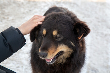 The girl pets a homeless dog. Animal care. A shelter for homeless animals.