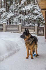 German Shepherd adult dog in the snow outside in winter