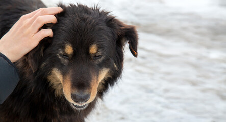 The girl pets a homeless dog. Animal care. A shelter for homeless animals.