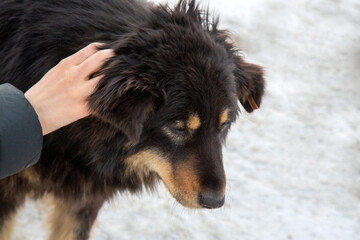 The girl pets a homeless dog. Animal care. A shelter for homeless animals.