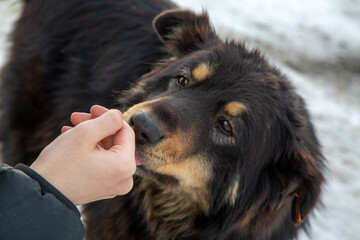 A homeless dog licks the hand of a girl who strokes her. Animal care. A shelter for homeless animals.