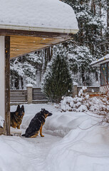 German Shepherd adult dog in the snow outside in winter