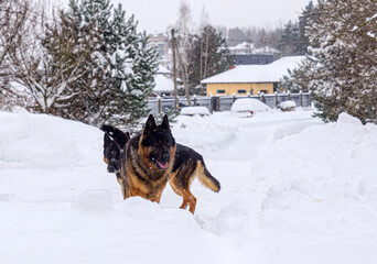German Shepherd adult dog in the snow outside in winter