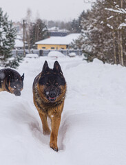 German Shepherd adult dog in the snow outside in winter