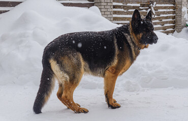 German Shepherd adult dog in the snow outside in winter