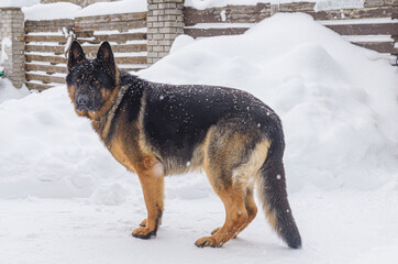German Shepherd adult dog in the snow outside in winter