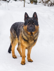 German Shepherd adult dog in the snow outside in winter