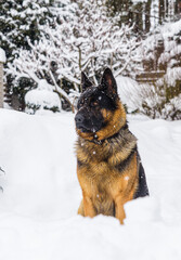German Shepherd adult dog in the snow outside in winter