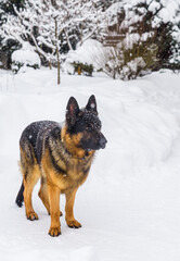 German Shepherd adult dog in the snow outside in winter