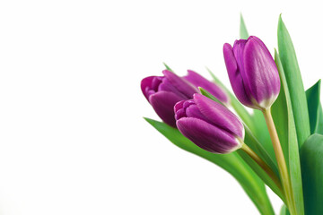 Delikatne różowo fioletowe tulipany, wiosenna kompozycja na białym tle © Elżbieta Kaps