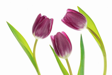 Delikatne różowo fioletowe tulipany, wiosenna kompozycja na białym tle © Elżbieta Kaps
