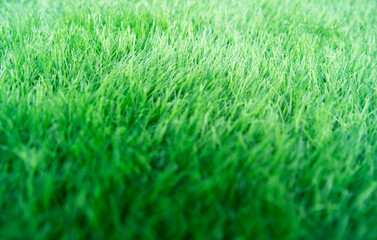 Artificial green grass fills the frame, forming a soft natural texture under daylight with shallow depth of field