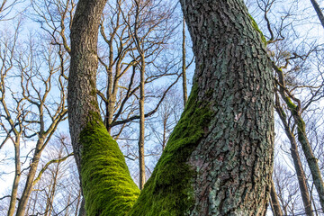 Fototapeta premium Trees in the Bialowieza Forest, Podlasie, Poland