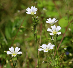 Cerastium arvense grows in the meadow among the grasses
