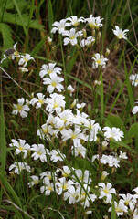 Cerastium arvense grows in the meadow among the grasses