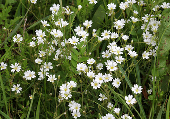 Cerastium arvense grows in the meadow among the grasses