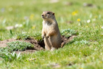 Fototapeta premium A ground squirrel stands alert near its burrow in a grassy field with wildflowers.