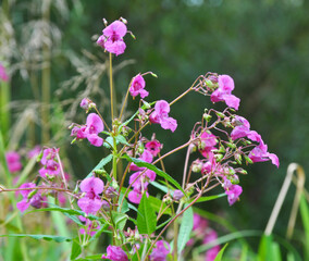 Fototapeta premium Impatiens glandulifera grows in the wild